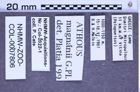 Etiketten zu Athous magnanii (Guglielmi & Platia, 1985) (NHMW-ZOO-COL-0007806)